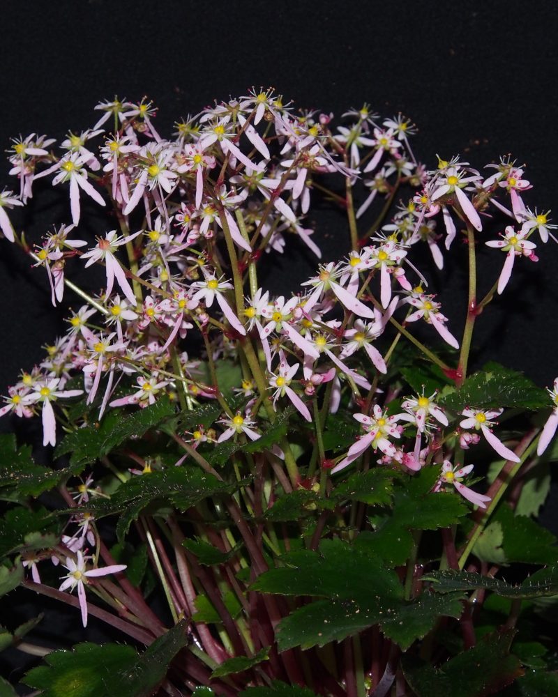 Saxifraga cortusifolia var. obtusocuneata Pink Haze (AGM)