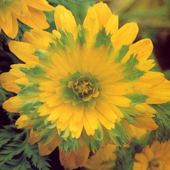 amurensis ' Sandanzaki ' -0