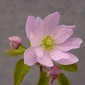 thalictroides Babe JP-968