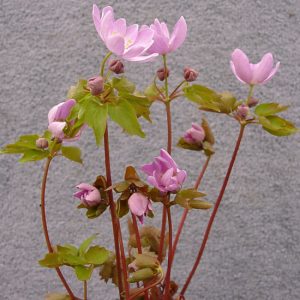 thalictroides Babe JP-967