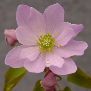 thalictroides Babe JP-0