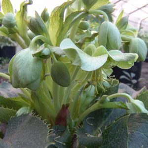 argutifolius-424