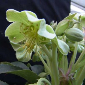 argutifolius-0