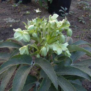 argutifolius-423