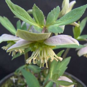 purpurascens ' Typ WP '-459