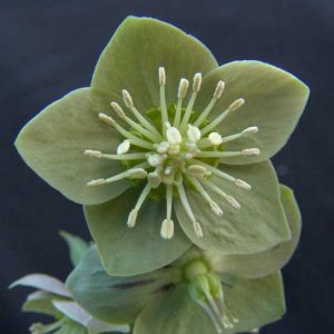 purpurascens ' Typ WP '-460