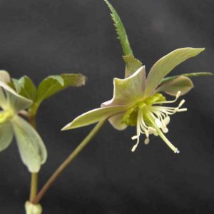 purpurascens ' Typ WP '-461