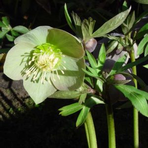 purpurascens ' Typ WP '-0