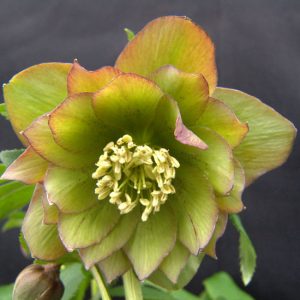 x torquatus ' Grünfink JP ' -0