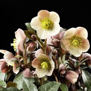 x ericsmithii ' HGC Merlin ' ® -379