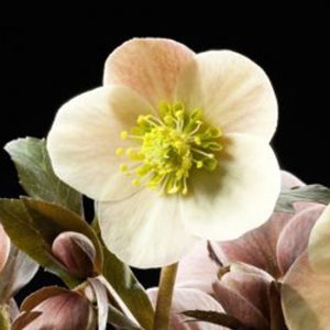 x ericsmithii ' HGC Merlin ' ® -380