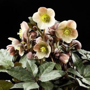 x ericsmithii ' HGC Merlin ' ® -0
