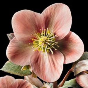 x ericsmithii ' HGC Pink Frost ' ® -385