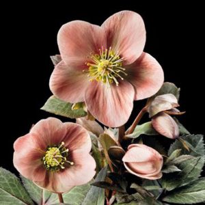 x ericsmithii ' HGC Pink Frost ' ® -0
