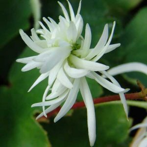 Cortusifolia Cotton Crochet-0