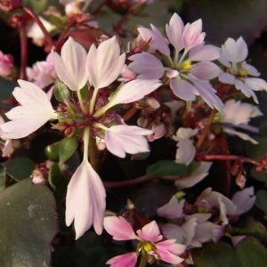 Cortusifolia Akidajori-33
