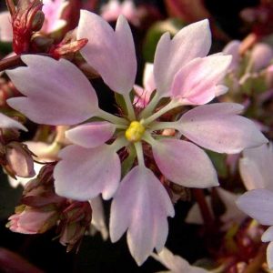 Cortusifolia Akidajori-31