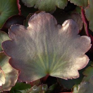 Cortusifolia Akidajori-32