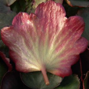 Cortusifolia Akidajori-30