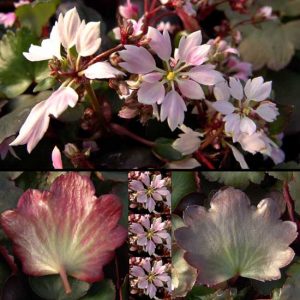 Cortusifolia Akidajori-0
