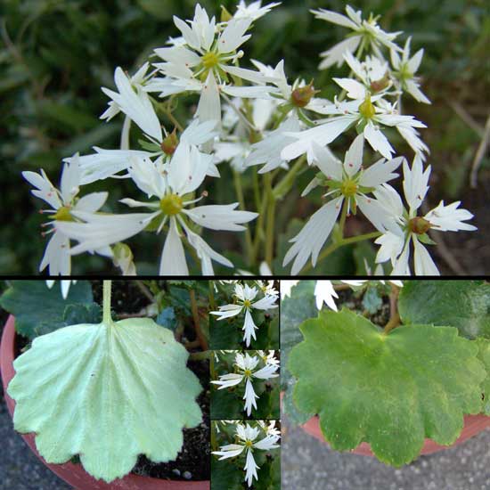 Cortusifolia Senoyuki-0