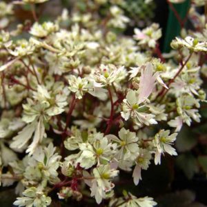 Cortusifolia Setsurin-171