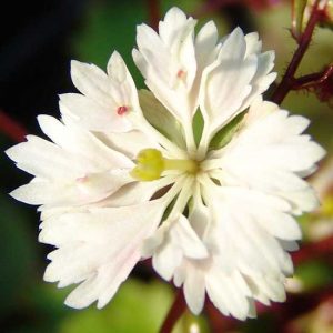 Cortusifolia Setsurin-172