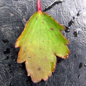 Cortusifolia Setsurin-173