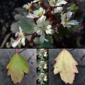 Cortusifolia Setsurin-0