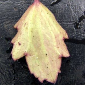 Cortusifolia Setsurin-174
