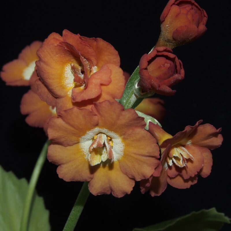 Primula x auricula Bill Bailey (B)