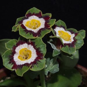 Primula x auricula ' Daffie Green ' (F)