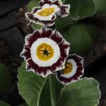 Primula x auricula Embley (GWS) 1 Empley 1