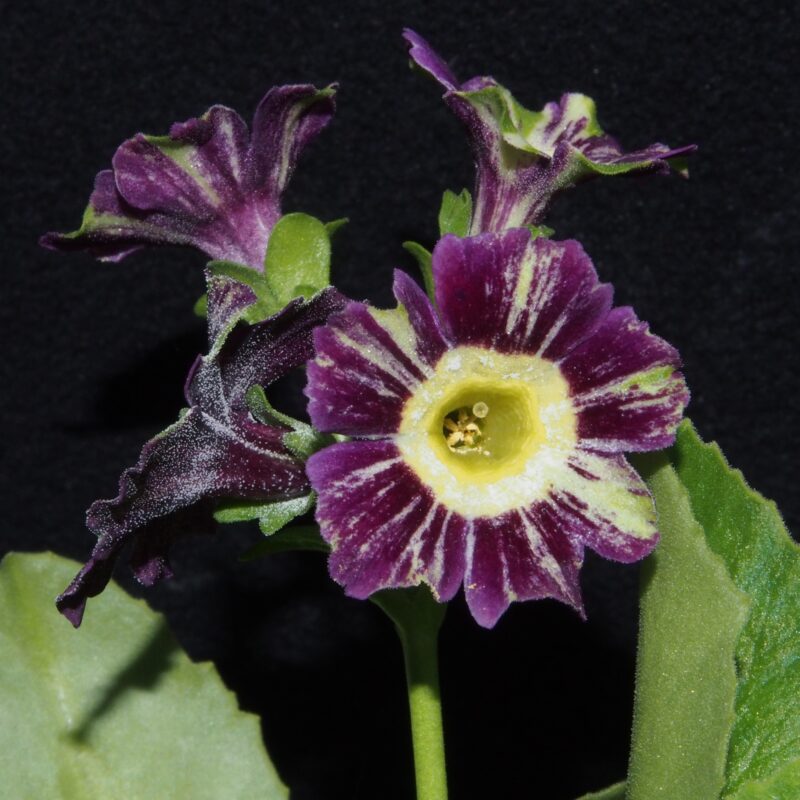 Primula x auricula ' Hobby Hurse ' (ST)