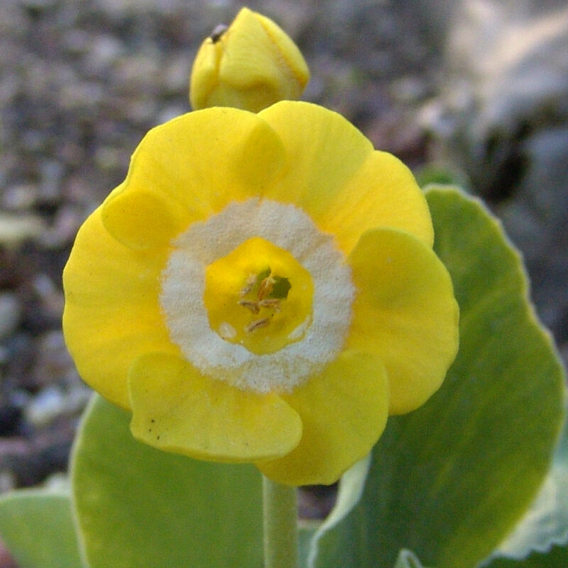 Primula x auricula Golden Fleece (YSS)