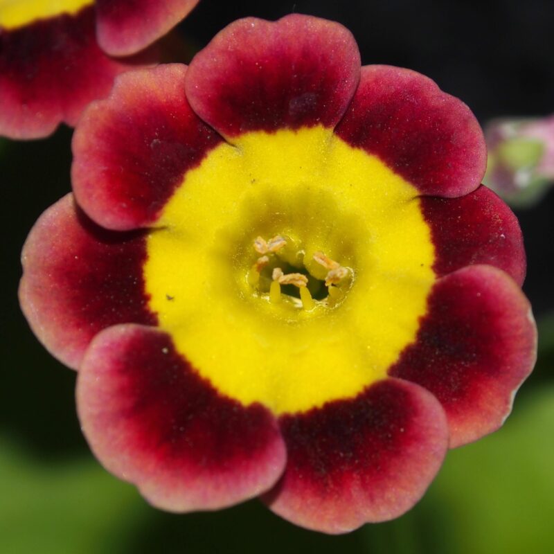 Primula x auricula ' Mink ' (GC)