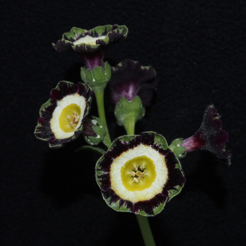 Primula x auricula ' Three Way Stripe ' (ST)