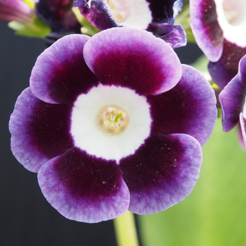 Primula x auricula ' Cheops ' (LC)