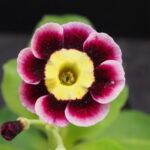 P5170104