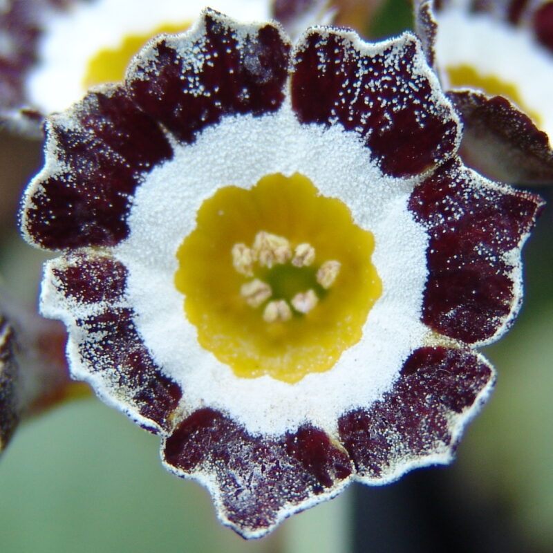 Primula x auricula ' Raleigh Stripe '(ST)