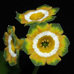 Primula x auricula ' Second Vic ' (F)