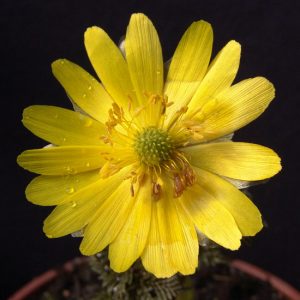 amurensis ' ex Sachalin ' -0