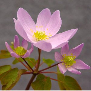 thalictroides Big JP-965