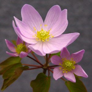 thalictroides Big JP-0