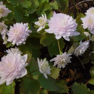 thalictroides Cameo-963