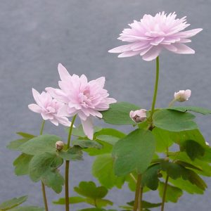 thalictroides Cameo-962