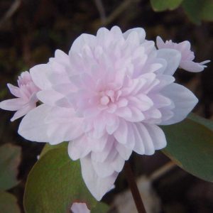 thalictroides Cameo-0