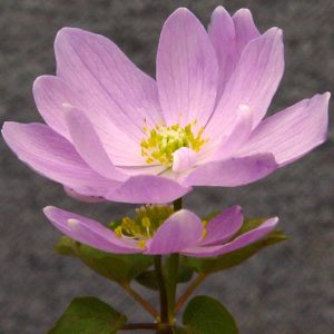 thalictroides Charlotte JP-0