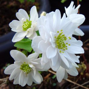 thalictroides Diamant-958