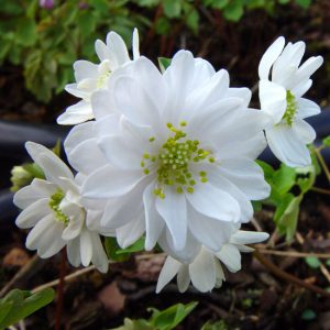 thalictroides Diamant-0